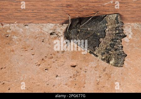 Kleine Tortoiseshell (Aglais urticae), Erwachsene, Winterschlaf unter dem Regal in der Garage, Sowerby, Thirsk, North Yorkshire, England, Vereinigtes Königreich Stockfoto