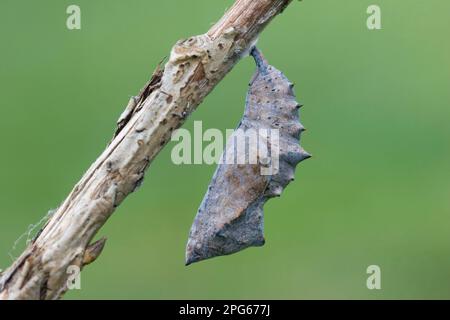 Gelbbbbein-Schildkröten (Nymphalis xanthomelas), östliche Großfüchse, andere Tiere, Insekten, Schmetterlinge, Tiere, Gelbbbbein-Schildkrötenschnecke Stockfoto