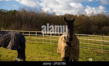 Pferde sonnen sich auf der Farm. Englische Pferde mit Schutzhüllen. Stockfoto