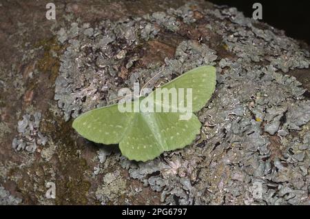 Large Emerald (Geometra papilionaria), Moth, erwachsen, ruhend auf Flechten-überzogener Rinde, Norfolk, England, Vereinigtes Königreich Stockfoto