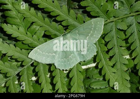 Grünes Blatt, Spinne, Insekten, Motten, Schmetterlinge, Tiere, andere Tiere, großer Smaragd (Geometra papilionaria), Moth, weiblich, auf Farn ruhend Stockfoto