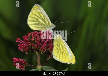 Artogeia (Pieridae) napi, weiß (Pieris napi), weiß (Pieris napi), grün-veiniert, weißer Schmetterling, andere Tiere, Insekten, Schmetterlinge, Tiere, grün geädert Stockfoto