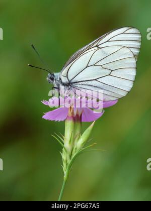 Schwarzer Weißer (Aporia crataegi) männlicher Erwachsener, ruht auf karthusischer rosa (Dianthus carthusianorum) Blume, Cannobina Valley, italienische Alpen Stockfoto