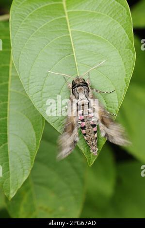 Rosa-gefleckter rosa-gefleckter Falke (Agrius cingulata), Erwachsener, ruht auf Blatt, Flügel zittern, um sich vor dem Fliegen aufzuwärmen, Trinidad, Trinidad und Stockfoto