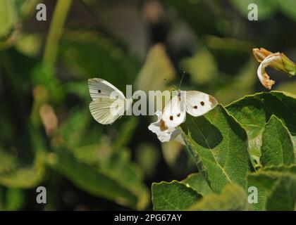 Klein Weiß (Pieris rapae) Schmetterling erwachsenes Paar, männlich im Flug, sich nähernde Frau in Paarungsstellung, Sussex, England, Großbritannien Stockfoto