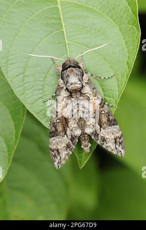 Insekten, Motten, Sphingidae, Tiere, andere Tiere, Rosa-gefleckter rosa-gefleckter Falke (Agrius cingulata), Erwachsener, ruht auf Trinidad Stockfoto