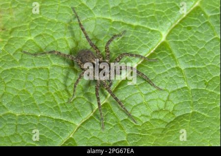 Wolfspider (Pardosa) amentata Stockfoto