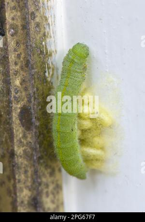 Ein kleiner weißer (Pieris rapae) Schmetterling, Raupe parasitiert von einer parasitoiden Wespe, Cotesia glomerata. Die Wespenkokons bildeten sich Stockfoto