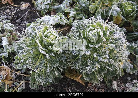 Gemüsekohl (Brassica oleracea) frostbedeckte Blätter, beschädigt durch Kohlweiß (Pieris sp.) Raupen, im Morgengrauen im Gemüsebeet, Suffolk Stockfoto