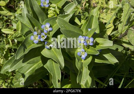 Blühender Sternenzian (Gentiana cruciata) mit Eiern des blauen Berges Alcon Blue (Maculinea rebeli) auf Blättern, Pontic Mountains, Anatolien, Türkei Stockfoto