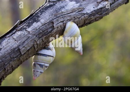 Florida-Baumschnecke (liguus fasciatus), florida-Baumschnecke, andere Tiere, Schnecken, Tiere, Muscheln, Liguus-Baumschnecke, Florida Stockfoto