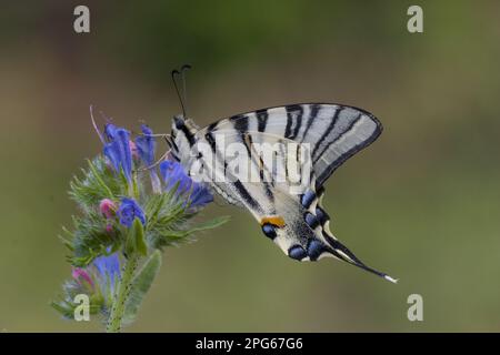 Papilio podalirius, Schmetterling, Ritter, andere Tiere, Insekten, Schmetterlinge, Tiere, seltener Schmetterling Stockfoto