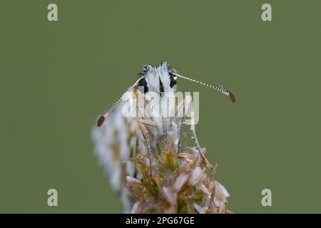 Zweireihiger Würfelfalke, zweireihiger Würfelfalke, zweireihiger Würfelfalke, zweireihiger Würfelfalke, zweireihiger Würfelfalke, zweireihiger Würfelfalke Stockfoto