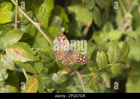 Forst-Brettspiel, gesprenkelte Wälder (Pararge aegeria), andere Tiere, Insekten, Käfer, Tiere, Gesprenkeltes Holz Stockfoto