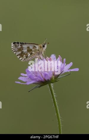 Zweireihiger Würfelfalke, zweireihiger Würfelfalke, zweireihiger Würfelfalke, zweireihiger Würfelfalke, zweireihiger Würfelfalke, zweireihiger Würfelfalke Stockfoto