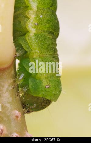 Winkelschirme (Phlogophora meticulosa) Raupe, Nahaufnahme des Kopfes, im Garten nach unten kriechender Stiel, Belvedere, Bexley, Kent, England, Vereinigtes Königreich Stockfoto