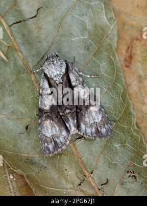 Alder Moth (Acronicta alni), Erwachsene, auf trockenen Blättern, Cannobina Valley, italienische Alpen, Piemont, Norditalien Stockfoto