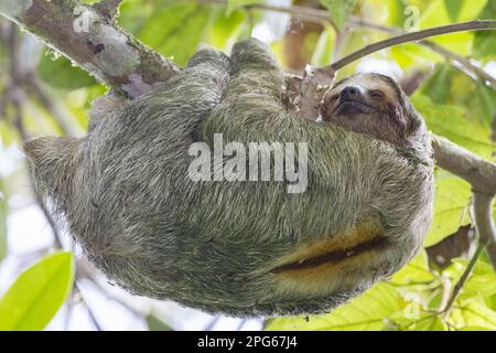 Bradypus variegatus (Bradypus variegatus), mit symbiotischen Nasenmotten (Pyralidae sp.) Auf Fell, mit hängendem Ast Stockfoto