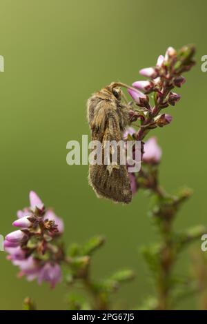 Geweihmotte (Cerapteryx graminis), Dreizack-Graseier, Insekten, Motten, Schmetterlinge, Tiere, andere Tiere, Antler-Motte-Erwachsener, ruht sich auf Blüte aus Stockfoto