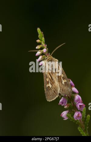 Geweihmotte (Cerapteryx graminis), Dreizack-Graseier, Insekten, Motten, Schmetterlinge, Tiere, andere Tiere, Antler-Motte-Erwachsener, ruht sich auf Blüte aus Stockfoto