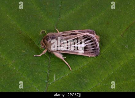 Geweih Moth (Cerapteryx graminis) adult, ruhend auf Blatt, Norfolk, England, Vereinigtes Königreich Stockfoto