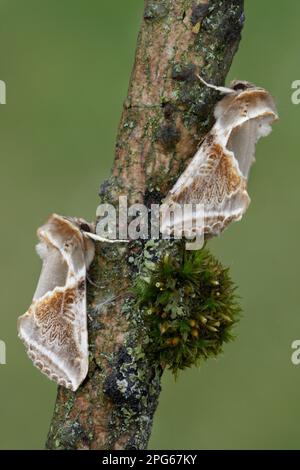 Buff Arches (Habrosyne pyritoides) Paar für Erwachsene, auf moosbedecktem Zweig, Leicestershire, England, Großbritannien Stockfoto