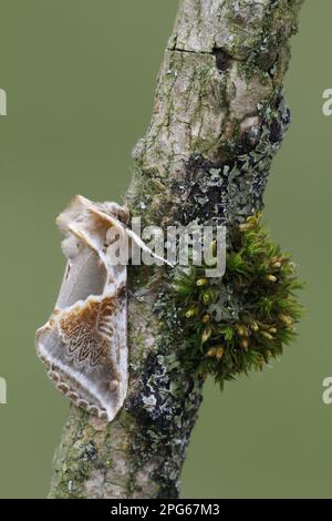 Puffbogen (Habrosyne pyritoides), Sicklewing Motte, Insekten, Motten, Schmetterlinge, Tiere, andere Tiere, Buff-Bogen, ausgewachsen, ruht auf Zweig Stockfoto