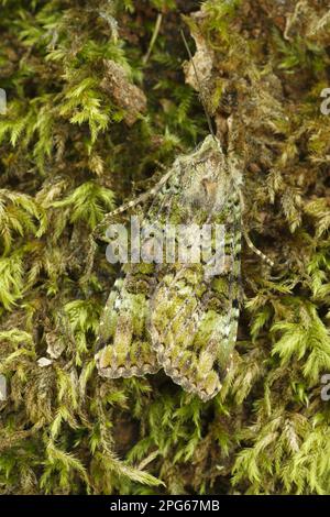 Green Arches (Anaplectoides prasina), Erwachsene, getarnt auf Moos, Powys, Wales, Vereinigtes Königreich Stockfoto