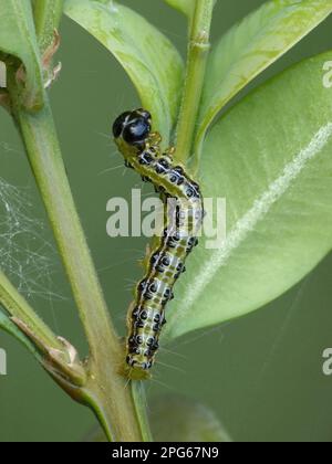 Mit Common Box (Buxus sempervirens) wurden Schädlingsarten, Kastenmotten (Cydalima perspectalis) eingeführt, die sich von der Larvenfresserpflanze der Boxwood-Motte ernähren Stockfoto