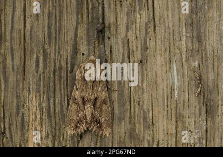 Dunkle Bögen (Apamea monoglypha), Wurzelfresser, Weideeier, Insekten, Motten, Schmetterlinge, Tiere, andere Tiere, Dark Arches Erwachsene, Sheffield Stockfoto