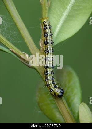 Mit Common Box (Buxus sempervirens) wurden Schädlingsarten, Kastenmotten (Cydalima perspectalis) eingeführt, die sich von der Larvenfresserpflanze der Boxwood-Motte ernähren Stockfoto