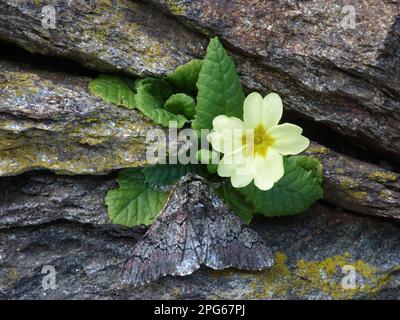 Eiche Beauty (Biston Strataria) männlich, männlich, auf gemeiner Primrose (Primula vulgaris), die auf einer Dystonwand wächst, Cannobina Valley, italienische Alpen Stockfoto