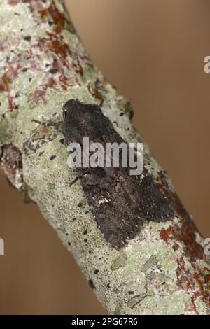 Erbseneule, Feldflackereule, Feldflackereule, Besenmotten (Noctuidae) (Ceramica pisi), Feldflackereule, Feldflackereule, Insekten, Motten Stockfoto