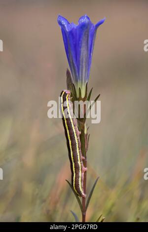 Besenmottenraupe (Melanchra pisi), auf dem Sumpfenzian (Gentiana pneumonanthe) des Sumpfenzians, auf Heideland, Dorset, England, Vereinigtes Königreich Stockfoto