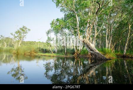 Weiße samet- oder Cajuput-Bäume in Feuchtgebieten mit Reflexionen im Wasser. Grüner botanischer Garten. Süßwasser-Feuchtgebiete. Schönheit in der Natur. Körper Stockfoto