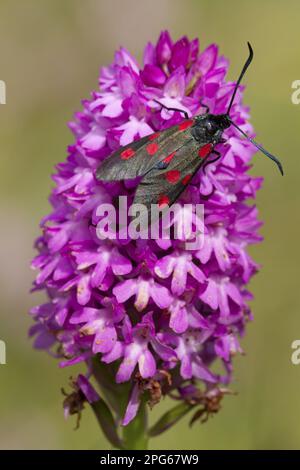 Fünf-Flecken-Burnet (Zygaena trifolii), Motte, Erwachsener, ruht auf der pyramidenförmigen Orchidee (Anacamptis pyramidalis) Blütenspitze, auf den Sanddünen der Küste, Cheswick Stockfoto