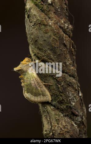 Brüniertes brüniertes Messing (Diachrysia chrysitis), Erwachsene, Sheffield, South Yorkshire, England, Vereinigtes Königreich Stockfoto