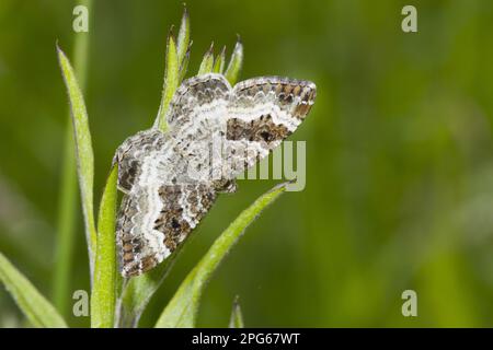 Common Carpet (Epirrhoe alternata), Erwachsene, ruhend auf Common Cleavers (Galium aparine) Larval Food plant, Hampshire, England, Vereinigtes Königreich Stockfoto