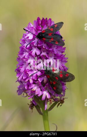 Fünf-Flecken-Burnet (Zygaena trifolii) zwei Erwachsene, ruhen sich auf der pyramidenförmigen Orchidee (Anacamptis pyramidalis) Blütenspitze, auf Sanddünen an der Küste Stockfoto