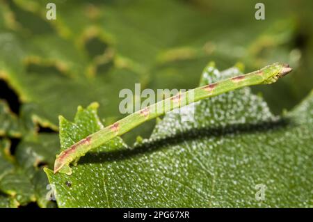 Beautiful Carpet (Mesoleuca albicillata) Raupe, auf Blatt geklemmt, Brede High Woods, West Sussex, England, Vereinigtes Königreich Stockfoto