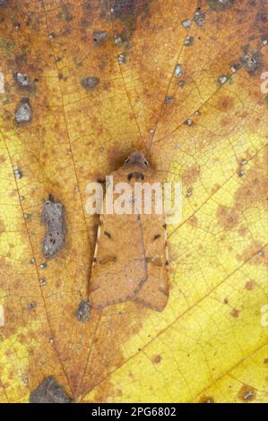 Perlmutt (Agrochola lychnidis), Erwachsene, auf Blatt ruhend, Essex, England, Vereinigtes Königreich Stockfoto