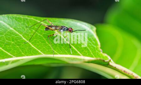 Erwachsenenbein Fliegen auf grünem Blatt, Insektentier, Makrofoto. Stockfoto