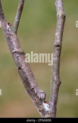 Clifden Blue Underwing (Catocala fraxini) Raupe getarnt auf dem Zweig der europäischen Gemeinen Aspen (Populus tremula), Larvenfresserpflanze, Italien Stockfoto