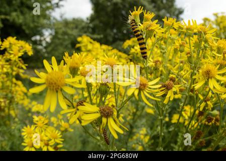 Cinnabar Moth (Tyria jacobaeae) Raupen, Fütterung von Gemeinen Ragkraut (Jacobaea vulgaris) Blumen, Cannock Chase, Staffordshire, England, United Stockfoto
