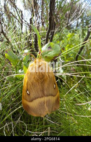 Eiche Eggar (Lasiocampa quercus), weibliche Motte, ruht auf Heidelbeere, Powys, Wales, Vereinigtes Königreich Stockfoto