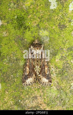 Grüner Halbmond (Allophyes oxyacanthae), Erwachsener, Essex, England, Vereinigtes Königreich Stockfoto