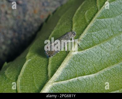 Carpocapsa pomonella, Laspeyresia pomonella, Codling Motte, Insekten, Motten, Schmetterlinge, Tiere, andere Tiere, Kabeljaumotten (Cydia pomonella) on Stockfoto