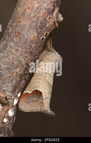 Schokoladenmotte (Clostera curtula), Drachenschwanz-Schmalzmotte, Insekten, Motten, Schmetterlinge, Tiere, andere Tiere, Schokoladenmotten Stockfoto