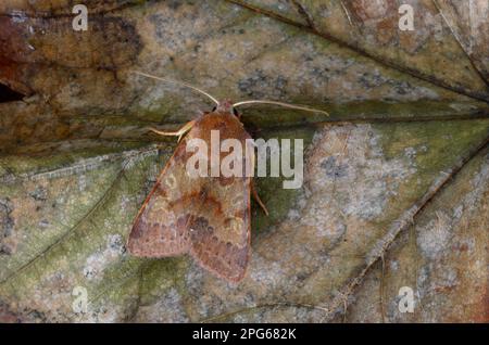 Flounced Chestnut (Agrochola helvola) adult, ruht auf totem Blatt, Norfolk, England, Vereinigtes Königreich Stockfoto