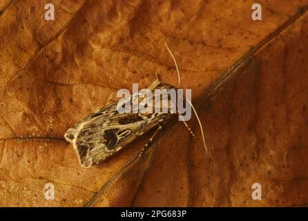 Archer's Dart (Agrotis vestigialis), Erwachsener, auf Blatt ruhend, Norfolk, England, Großbritannien Stockfoto